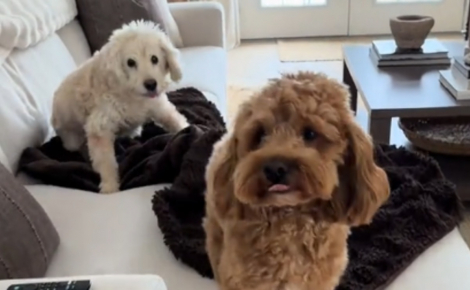 Très attentionné envers son meilleur ami âgé et malentendant, ce chien trouve un moyen touchant de le prévenir de l'arrivée de leurs humains (vidéo)