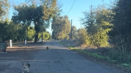 Illustration : Avec une vidéo, une femme qui héberge fréquemment des animaux prouve à son mari que ce sont eux qui la choisissent 