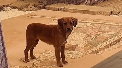 Illustration : Absorb&eacute;e par la visite d&rsquo;un lieu antique, cette voyageuse fait la rencontre inattendue d&rsquo;un chien errant qui appr&eacute;cie la compagnie des touristes (vid&eacute;o)