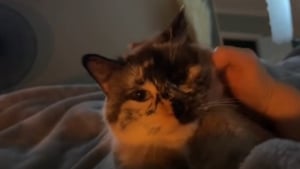 Illustration : Elle rencontre une chatte ressemblant à son amie féline décédée et apprend qu'elle vivait enfermée dans une salle de bain pendant 10 ans (vidéo)