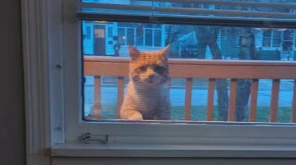 Illustration : Inquiet pour l&rsquo;avenir d&rsquo;un chat errant, ce couple d&eacute;cide de lui construire un abri de luxe pour passer l'hiver