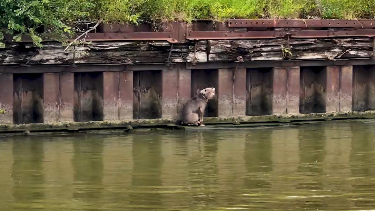 Illustration : "Repérée par hasard par des navigateurs, cette chienne coincée sur une minuscule dalle au-dessus d'une rivière trouve sa nouvelle famille parmi ses sauveurs"