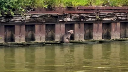 Illustration : Repérée par hasard par des navigateurs, cette chienne coincée sur une minuscule dalle au-dessus d'une rivière trouve sa nouvelle famille parmi ses sauveurs