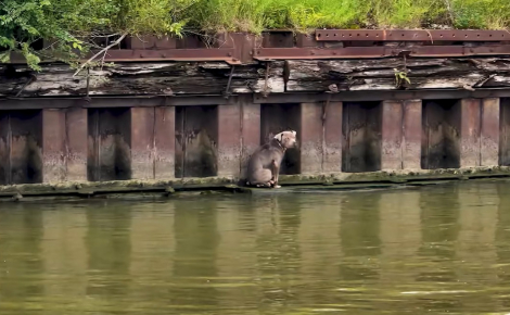 Repérée par hasard par des navigateurs, cette chienne coincée sur une minuscule dalle au-dessus d'une rivière trouve sa nouvelle famille parmi ses sauveurs