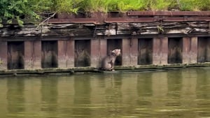 Illustration : Repérée par hasard par des navigateurs, cette chienne coincée sur une minuscule dalle au-dessus d'une rivière trouve sa nouvelle famille parmi ses sauveurs