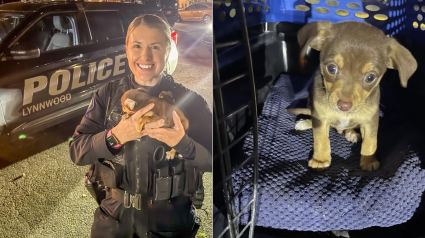 Illustration : Des policiers découvrent un chiot abandonné parmi les ordures et prennent soin de lui, l'un d'eux décide d'aller plus loin