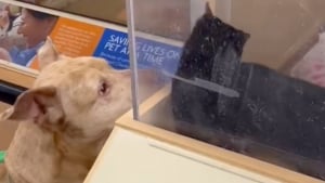 Illustration : Un Pitbull rencontre un chat lors d’un événement d’adoption et fait comprendre à ses propriétaires qu’il est son prochain petit frère (vidéo)