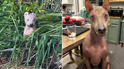 Illustration : Une chienne à l'apparence hors du commun et découverte seule dans les bois trouve enfin la famille qu’elle méritait à des milliers de kilomètres