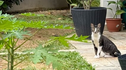Illustration : En deuil de son chat, un homme trouve du réconfort auprès d'un félin qui s'installe immédiatement à l'endroit préféré du défunt