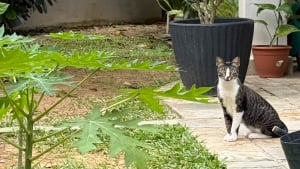 Illustration : En deuil de son chat, un homme trouve du réconfort auprès d'un félin qui s'installe immédiatement à l'endroit préféré du défunt