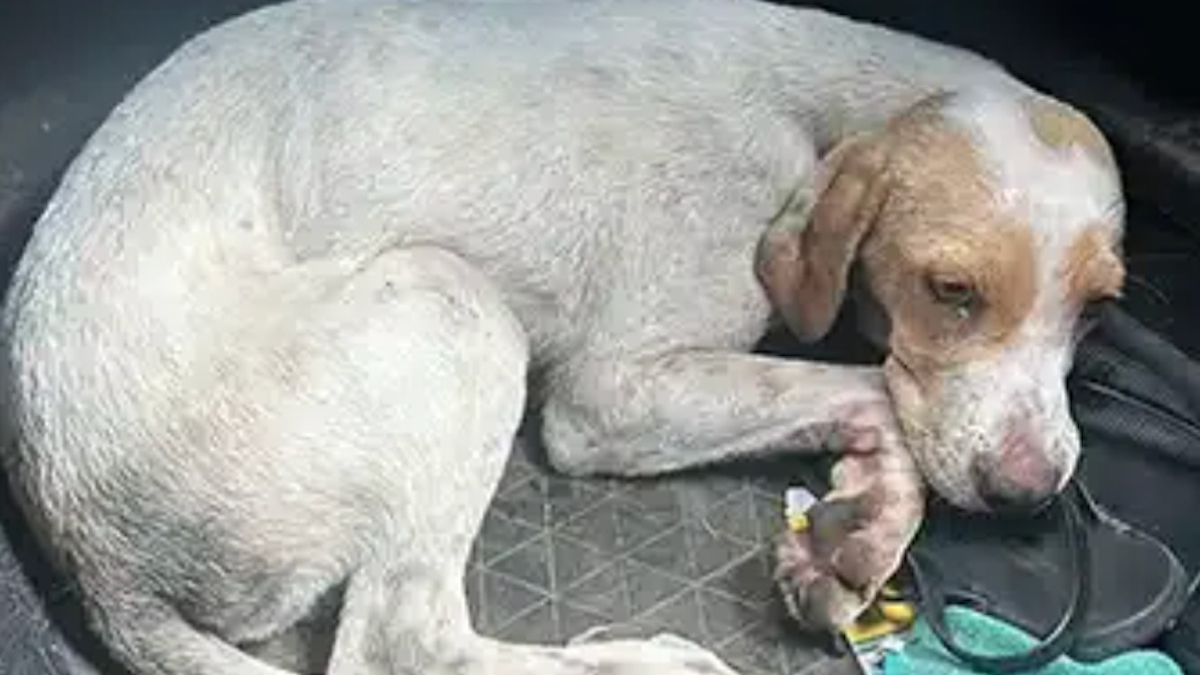 Illustration : "« Une puce au cœur tendre qui mérite une belle vie en famille », cette chienne au passé difficile rêve d’être adoptée"