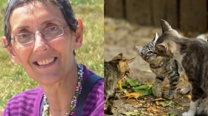 Illustration : « Une âme d'une rare sensibilité et d'une grande empathie », une femme lègue plus de 150 000 euros à un refuge pour chats (vidéo)