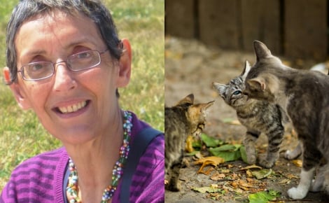 « Une âme d'une rare sensibilité et d'une grande empathie », une femme lègue plus de 150 000 euros à un refuge pour chats (vidéo)