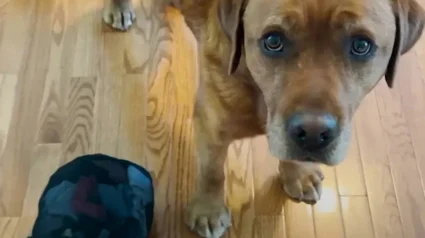 Illustration : Depuis qu'elle a adopté ce Labrador ayant manqué de peu de devenir chien d'assistance, il n'arrête pas de lui offrir des cadeaux