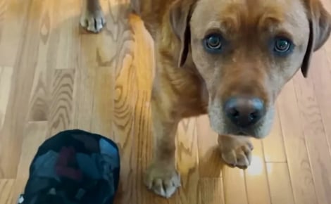 Depuis qu'elle a adopté ce Labrador ayant manqué de peu de devenir chien d'assistance, il n'arrête pas de lui offrir des cadeaux