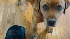 Illustration : Depuis qu'elle a adopté ce Labrador ayant manqué de peu de devenir chien d'assistance, il n'arrête pas de lui offrir des cadeaux