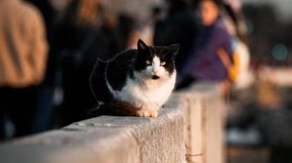 Illustration : 11 chats de rue qui d&eacute;voilent toute leur beaut&eacute; gr&acirc;ce au talent d&rsquo;une photographe