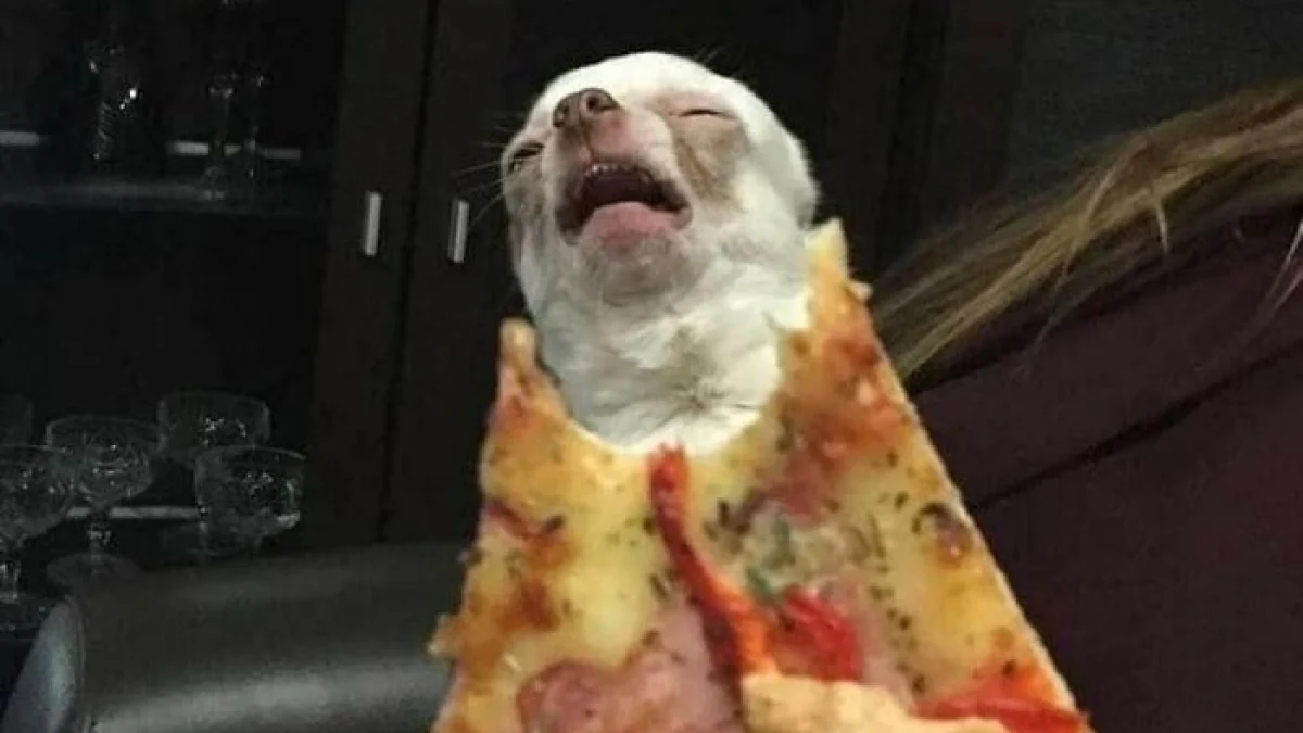 Illustration : "20 photos insolites qui prouvent que nos amis les animaux sont les meilleurs pour nous faire rire"