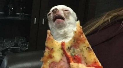 Illustration : 20 photos insolites qui prouvent que nos amis les animaux sont les meilleurs pour nous faire rire