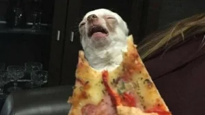 Illustration : 20 photos insolites qui prouvent que nos amis les animaux sont les meilleurs pour nous faire rire