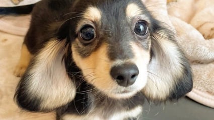 Illustration : 15 photos de chiens si mignons qu&rsquo;ils vous feront fondre