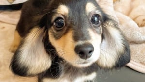 Illustration : 15 photos de chiens si mignons qu&rsquo;ils vous feront fondre