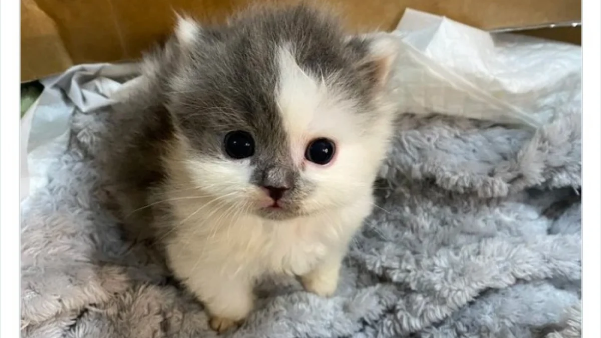 Illustration : "15 photos de chats tellement adorables qu'ils font fondre les coeurs les plus coriaces"