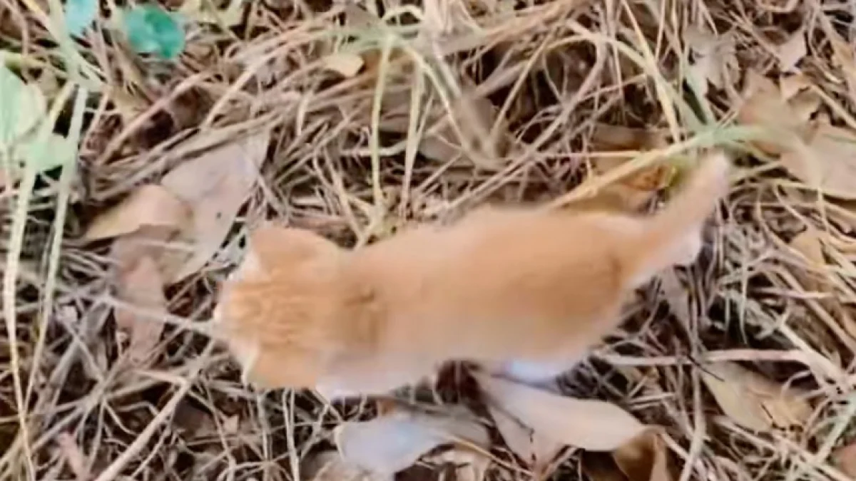 Illustration : "Jeté dans une boîte, un chaton partiellement aveugle rampe jusqu'à une promeneuse dans l'espoir d'être sauvé (vidéo)"