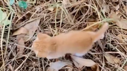 Illustration : Jeté dans une boîte, un chaton partiellement aveugle rampe jusqu'à une promeneuse dans l'espoir d'être sauvé (vidéo)