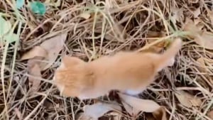 Illustration : "Jeté dans une boîte, un chaton partiellement aveugle rampe jusqu'à une promeneuse dans l'espoir d'être sauvé (vidéo)"