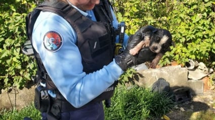 Illustration : Des gendarmes apprennent qu’un homme tente de noyer son chiot et se précipitent dans l’espoir de le sauver à temps 