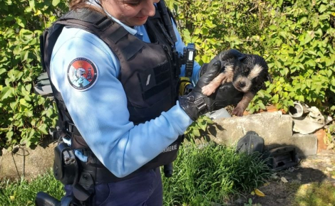 Des gendarmes apprennent qu’un homme tente de noyer son chiot et se précipitent dans l’espoir de le sauver à temps 