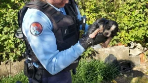 Illustration : "Des gendarmes apprennent qu’un homme tente de noyer son chiot et se précipitent dans l’espoir de le sauver à temps "
