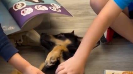 Illustration : Présents pour « soutenir la santé mentale des élèves », ces chiots charment toute une école, en particulier un petit garçon décidé à en adopter (vidéo)