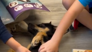 Illustration : Présents pour « soutenir la santé mentale des élèves », ces chiots charment toute une école, en particulier un petit garçon décidé à en adopter (vidéo)