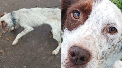 Illustration : Ce chien n'ayant  "gardé aucune rancune envers l’humain" bien qu'il ait passé toute sa vie enchaîné dehors attend patiemment qu'on lui donne sa chance