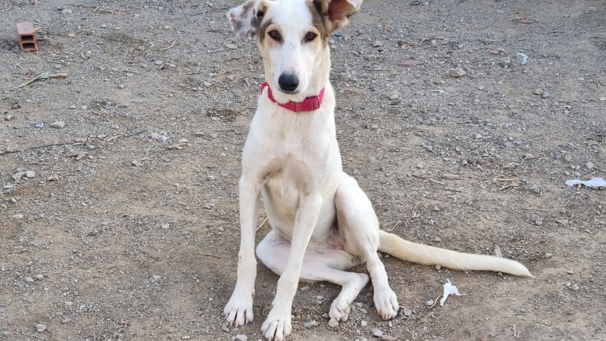 Illustration : "Un ancien chien errant a trouvé sa nouvelle famille à l’étranger, mais ne peut pas la rejoindre à cause de problèmes logistiques "
