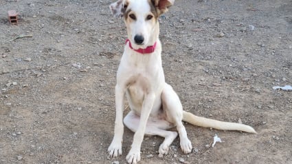 Illustration : Un ancien chien errant a trouvé sa nouvelle famille à l’étranger, mais ne peut pas la rejoindre à cause de problèmes logistiques 