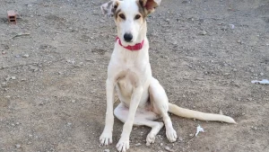 Illustration : "Un ancien chien errant a trouvé sa nouvelle famille à l’étranger, mais ne peut pas la rejoindre à cause de problèmes logistiques "