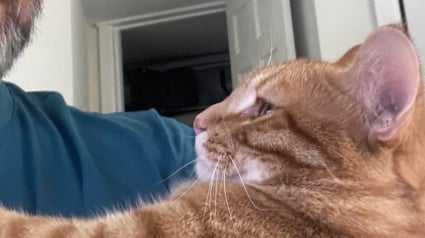 Illustration : Un homme ayant longtemps affirmé qu'il n'aimait pas les chats se mue en papa poule pour une chatte et ses 3 bébés