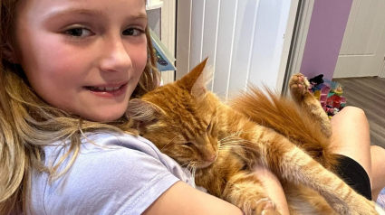 Illustration : &laquo; Il &eacute;tait coll&eacute; &agrave; elle &raquo;, retrouv&eacute; 10 semaines apr&egrave;s sa disparition, ce chat refuse de quitter les bras de sa petite ma&icirc;tresse de 9 ans