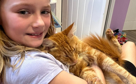 « Il était collé à elle », retrouvé 10 semaines après sa disparition, ce chat refuse de quitter les bras de sa petite maîtresse de 9 ans