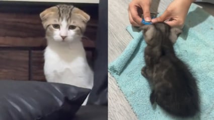 Illustration : « C’est comme voir l’amour éclore en toute discrétion », d'abord perplexe et distante, une chatte finit par craquer pour le nouveau chaton du foyer (vidéo)