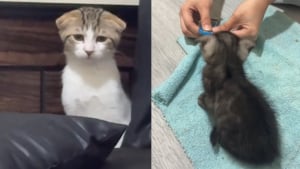 Illustration : « C’est comme voir l’amour éclore en toute discrétion », d'abord perplexe et distante, une chatte finit par craquer pour le nouveau chaton du foyer (vidéo)
