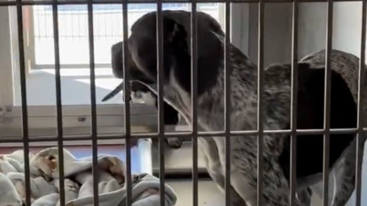 Illustration : "Douce et aimante, une chienne prend naturellement soin de 5 chiots abandonnés comme s'il s'agissait des siens (vidéo)"