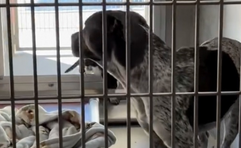 Douce et aimante, une chienne prend naturellement soin de 5 chiots abandonnés comme s'il s'agissait des siens (vidéo)