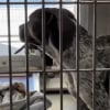 Illustration : Douce et aimante, une chienne prend naturellement soin de 5 chiots abandonnés comme s'il s'agissait des siens (vidéo)