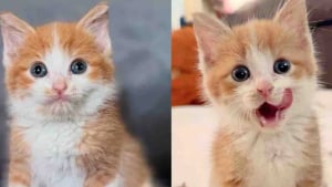 Illustration : Handicapé et rejeté par sa mère, ce chaton d’une force remarquable surmonte les obstacles avec le soutien d'un ange gardien félin