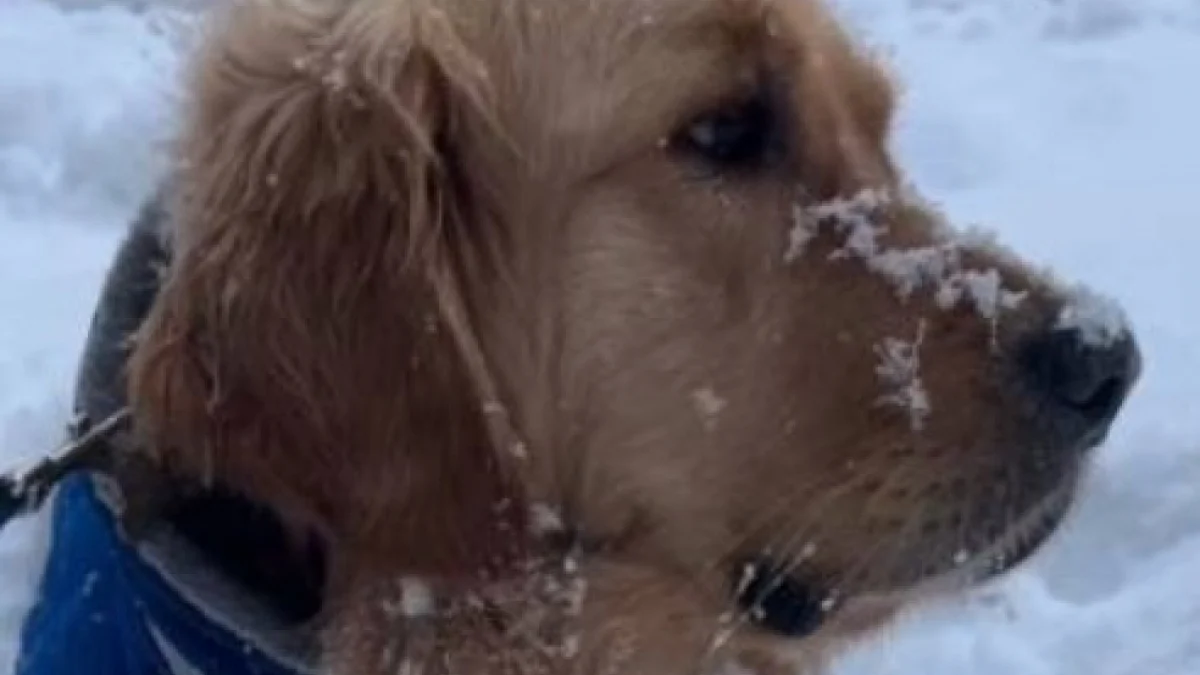 Illustration : "Ce chien devient euphorique lorsqu’il sait qu’il va pouvoir aller profiter des premières chutes de neige (vidéo)"