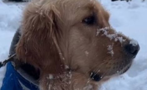 Ce chien devient euphorique lorsqu’il sait qu’il va pouvoir aller profiter des premières chutes de neige (vidéo)